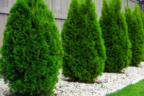 Arborvitae Planting in Layton