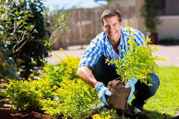 Bush Planting Service in Layton