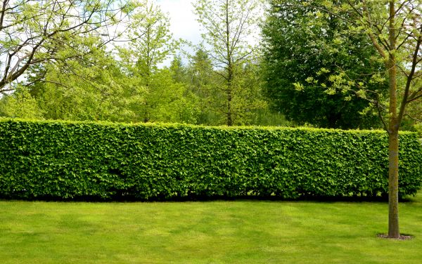 Hedge Planting in Layton