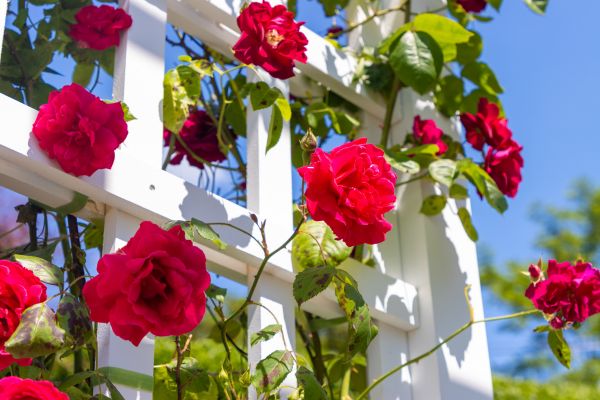 Home Gardening Service in Layton