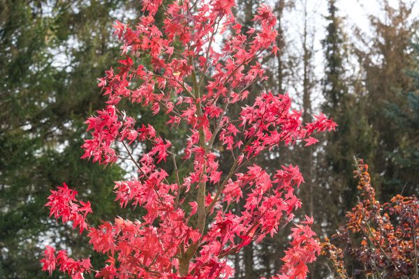Japanese Maple Planting in Layton