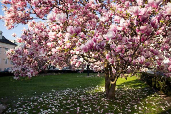 Magnolia Tree Planting in Layton