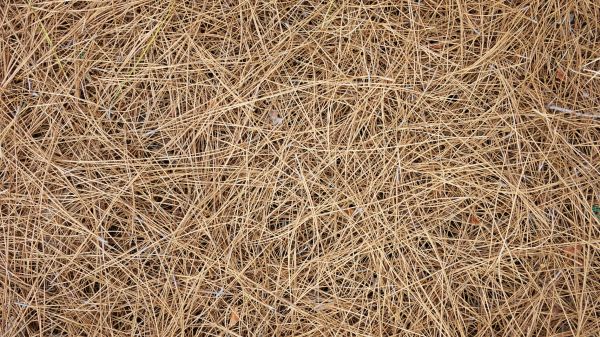 Pine Needles Delivery in Layton