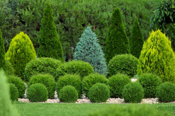 Shrub Replacement in Layton