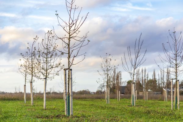 Tree Installation Service in Layton