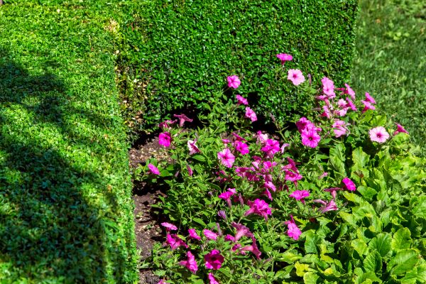 Softscaping Service in Layton