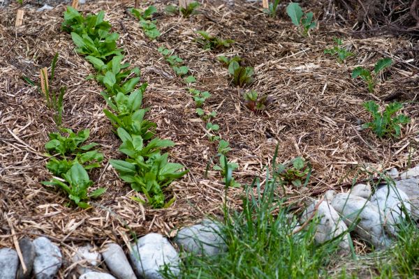 Mulch Service in Layton