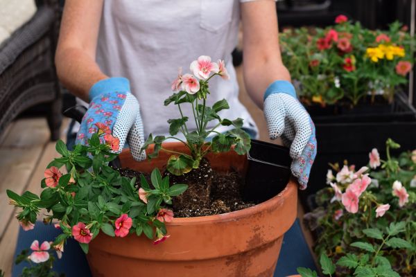 Plant Care Service in Layton