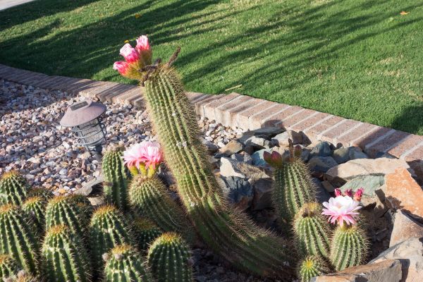 Desert Landscaping in Layton