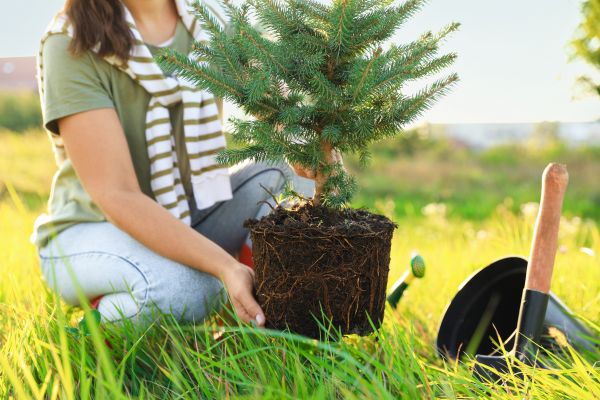 Spruce Tree Planting in Layton