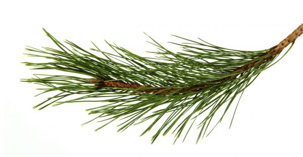Pine Needles Installation in Layton