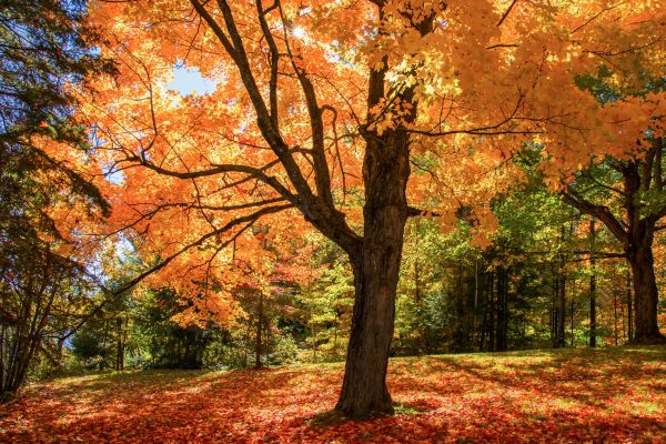 Maple Tree Planting in Layton
