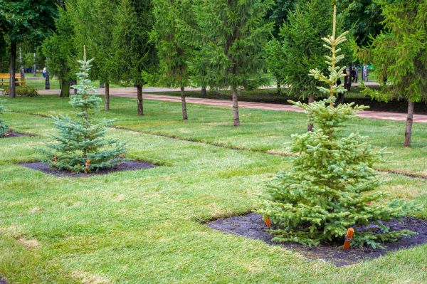 Privacy Trees Planting in Layton