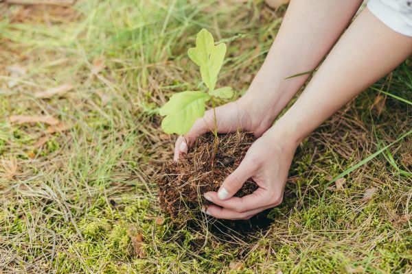 Oak Tree Planting in Layton