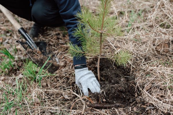 Pine Tree Planting in Layton