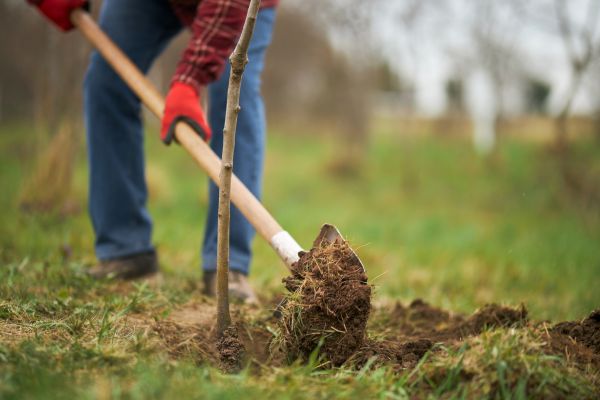 Trees Planting in Layton