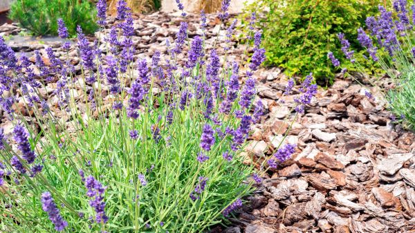 Pine Bark Landscaping in Layton