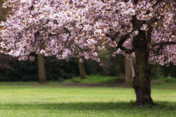 Cherry Tree Planting in Layton