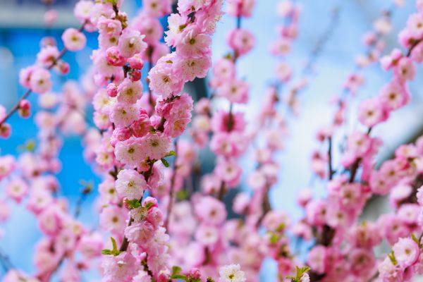 Japanese Cherry Tree Planting in Layton