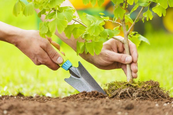 Fruit Tree Planting in Layton