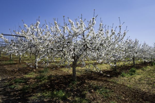 Orchard Planting in Layton
