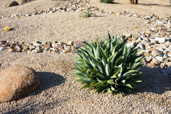Xeriscaping Service in Layton