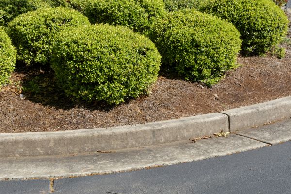 Pine Mulch Installation in Layton