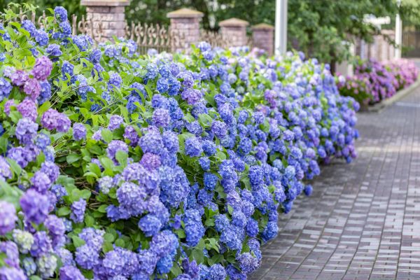 Hydrangea Landscaping in Layton