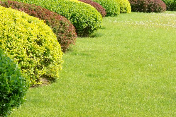Shrubbery Planting in Layton