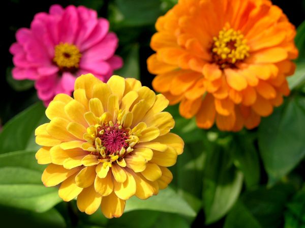 Zinnia Planting in Layton