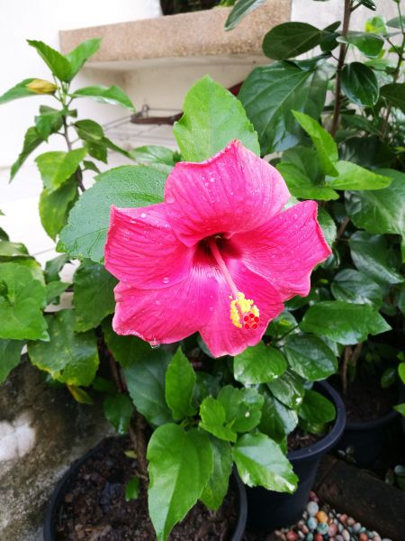 Hibiscus Planting in Layton