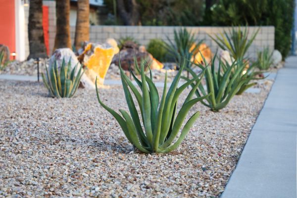 Drought Resistant Landscaping in Layton