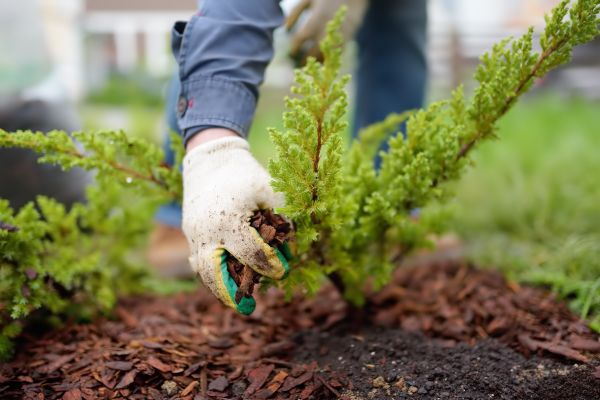 Church Mulching in Layton