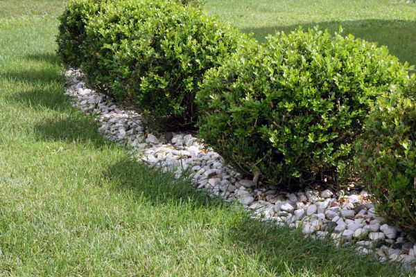 Boxwood Planting in Layton