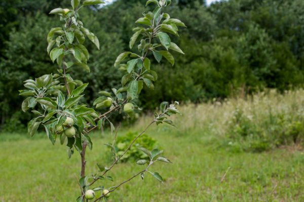 Apple Tree Planting in Layton