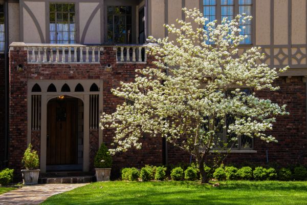 Dogwood Tree Planting in Layton