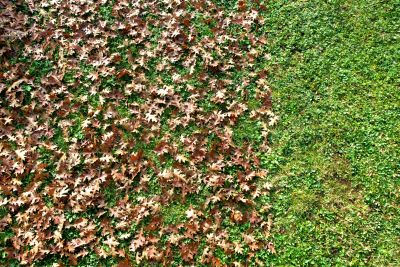 Comprehensive Leaf Removal